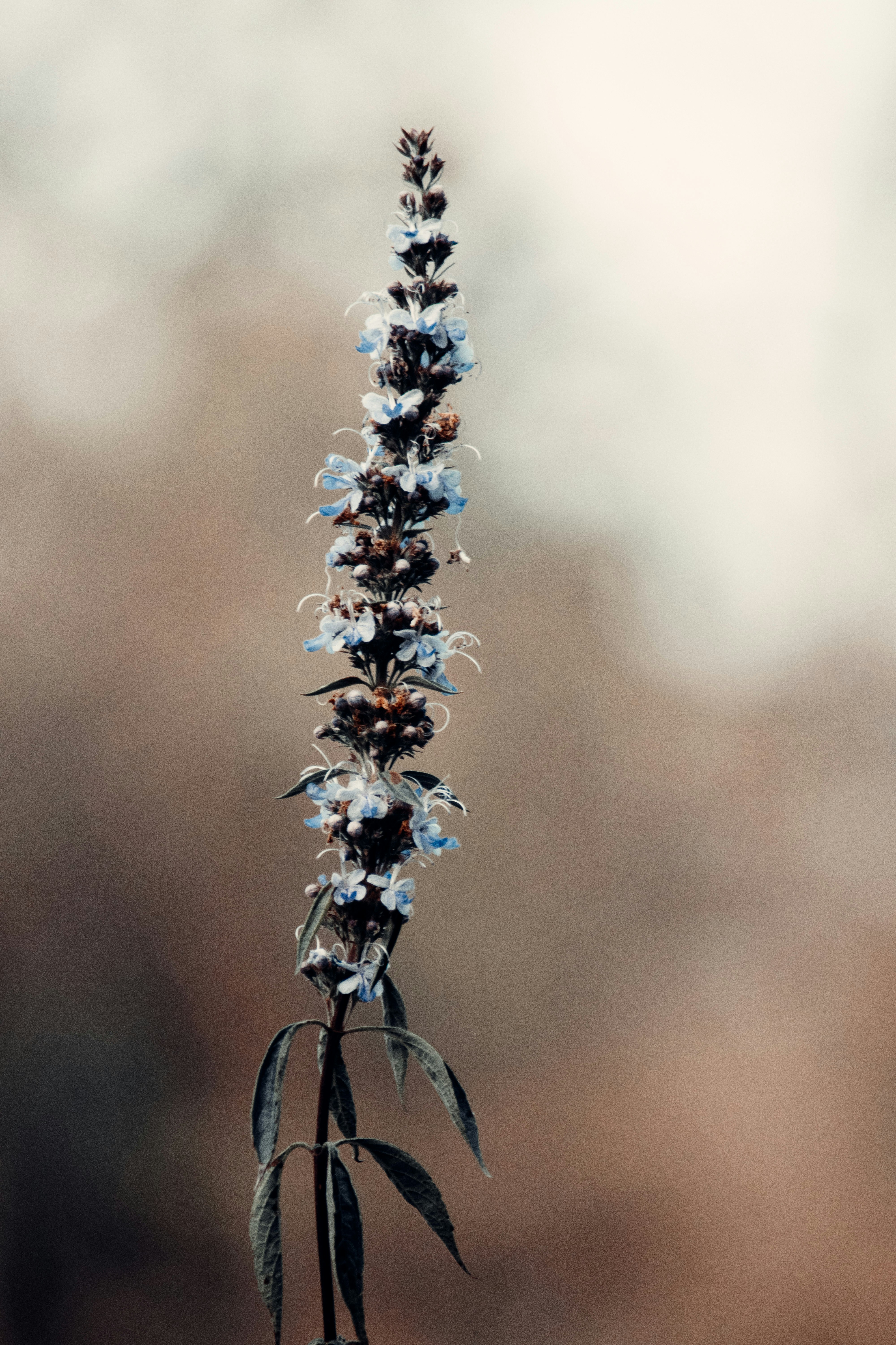 black and white flower buds in tilt shift lens